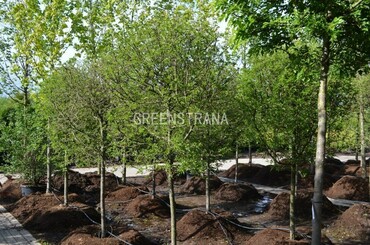 Яблоня Торинго (Malus toringo)