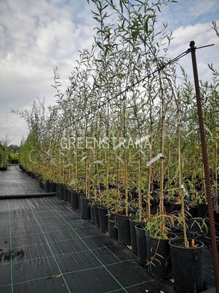 Ива Фантазия (Salix 'Fantaziya')