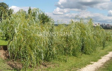 Ива росистая (Salix rorida)