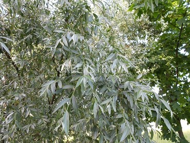 Ива белая серебристая (Salix alba var. sericea)