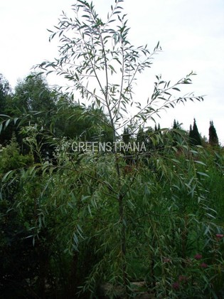 Ива Памяти Шабурова (Salix 'Pamyati Shaburova')