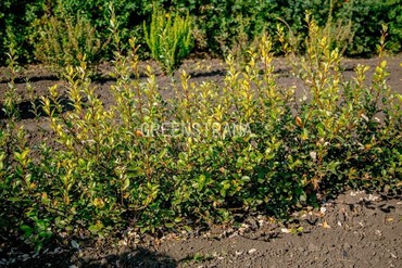 Ива Брекквиер (Salix 'Bekkewier')