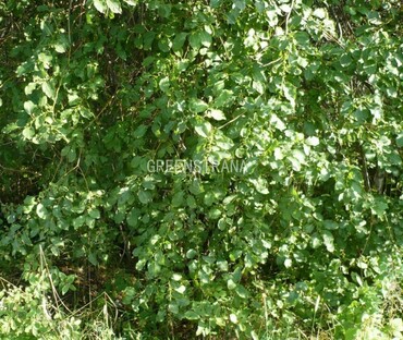 Ива грушанколистная (Salix pyrolifolia)