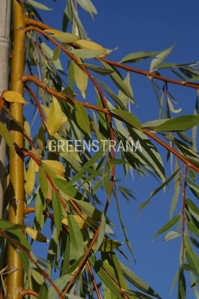 Ива Театральная (Salix 'Teatralnaya')