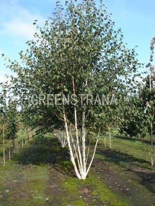 Береза кустовая (Betula fruticosa)