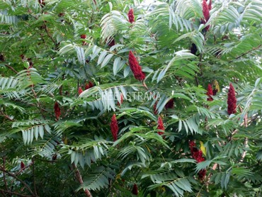 Сумах оленерогий (Rhus typhina)