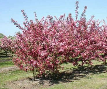 Яблоня Кокцинелла (Malus 'Coccinella')