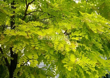 Робиния лжеакация Фризия (Robinia pseudoacacia 'Frisia')