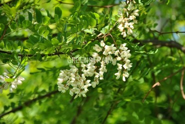 Робиния лжеакация (Robinia pseudoacacia)