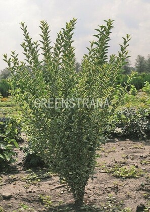 Бирючина обыкновенная Атроввиренс (Ligustrum vulgare 'Atrovirens')