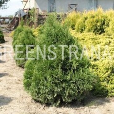 Туя западная Микки (Thuja occidentalis 'Mikki')