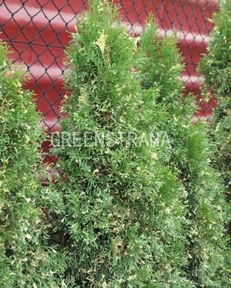 Туя западная Смарагд Вариегата (Thuja occidentalis 'Smaragd Variegata')