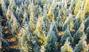 Туя западная Вайт Смарагд (Thuja occidentalis 'White Smaragd')