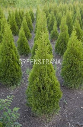 Туя западная Йоска (Thuja occidentalis 'Joska')