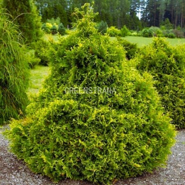 Туя западная Столвик (Thuja occidentalis 'Stolwijk')