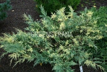 Можжевельник средний Блю энд Голд (Juniperus x pfitzeriana 'Blue and Gold')