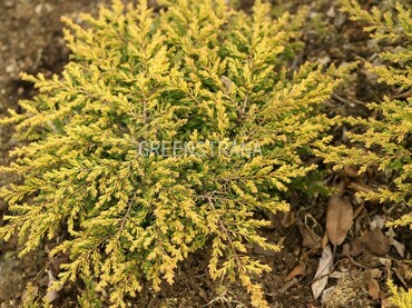 Можжевельник обыкновенный Голдшатц (Juniperus communis Goldschatz)