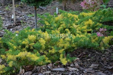 Можжевельник прибрежный Голден Вингс (Juniperus conferta 'Golden Wings')