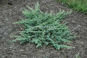 Можжевельник прибрежный Сильвер Мист (Juniperus conferta 'Silver Mist')