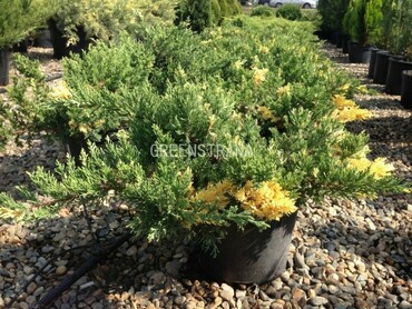 Можжевельник китайский Экспанса Вариегата (Juniperus chinensis 'Expansa Variegata')