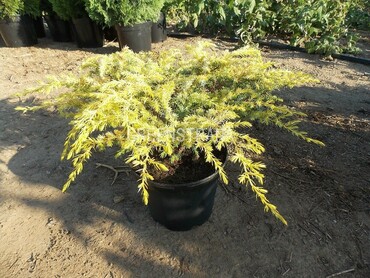 Можжевельник обыкновенный Депресса Ауреа (Juniperus communis 'Depressa Aurea')