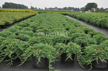 Можжевельник горизонтальный Вилтони (Juniperus horizontalis 'Wiltonii')