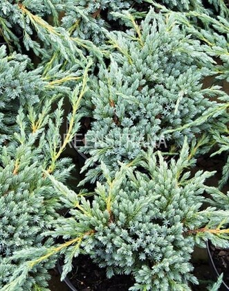 Можжевельник чешуйчатый Блю Спайдер (Juniperus squamata 'Blue Spider')
