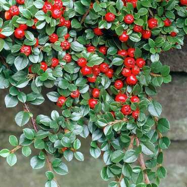 Кизильник пузырчатый (Cotoneaster bullatus)