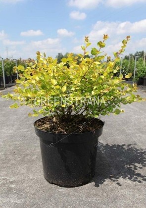 Береза карликовая Голден Трэже (Betula nana 'Golden Treasure')