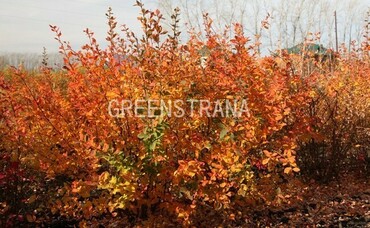 Барбарис Индиан Саммер (Berberis 'Indian Summer')