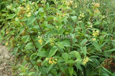 Диервилла ручейная (Diervilla rivularis)