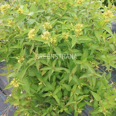 Диервилла сидячелистная (Diervilla sessilifolia)