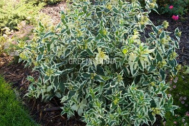 Диервилла сидячелистная Кул Сплеш (Diervilla sessilifolia 'Cool Splash')
