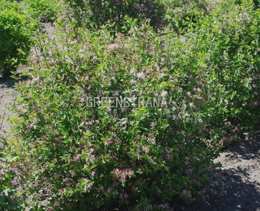 Жимолость Королькова (Lonicera korolkowii)