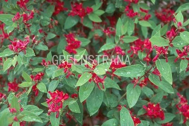 Жимолость татарская Арнольд Ред (Lonicera tatarica 'Arnold Red')