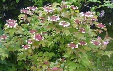 Калина Сарджента Онондага (Viburnum sargentii 'Onondaga')