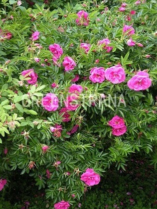 Роза руготида Дартс Дефендер (Rosa rugotida 'Dart's Defender')