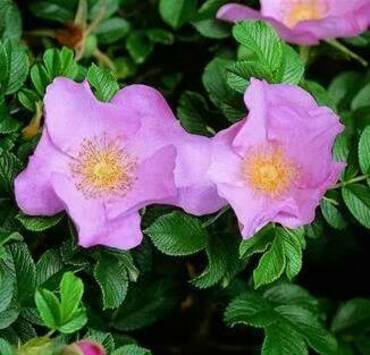 Роза морщинистая Дагмар Хаструп (Rosa rugosa 'Dagmar Hastrup')