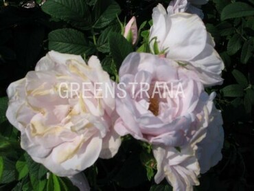 Роза морщинистая Шнеекоппе (Rosa rugosa 'Schneekoppe')