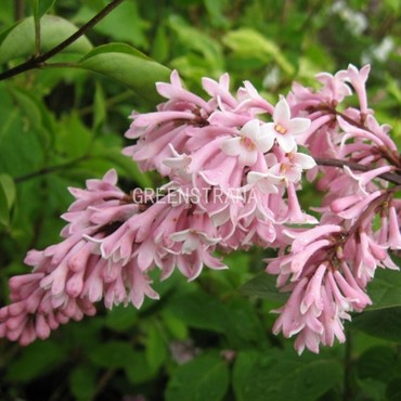 Сирень Престона Хелен (Syringa x prestoniae 'Helen')