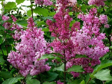 Сирень Престона Элинор (Syringa x prestoniae 'Elinor')