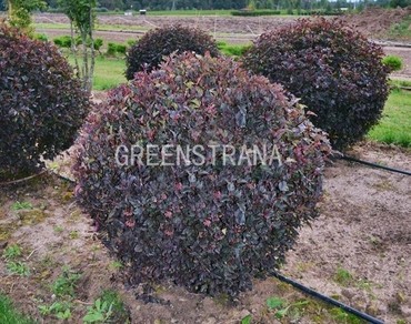 Пузыреплодник калинолистный Ред Барон (Physocarpus opulifolius 'Red Baron')