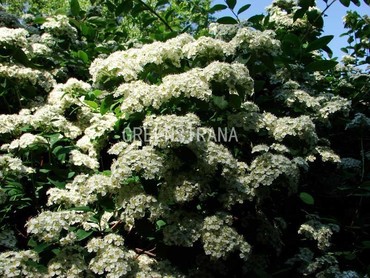 Спирея опущенноплодная (Spiraea dasyantha)