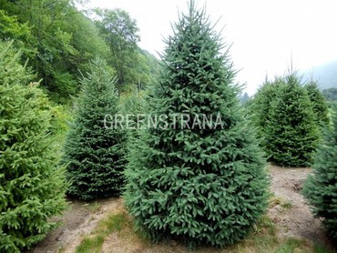 Ель канадская (Picea glauca)