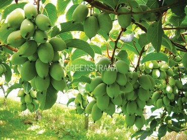 Актинидия Джиральди (Actinidia giraldii)