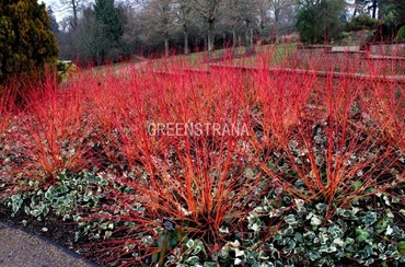 Дерен кроваво-красный Винтер Бьюти (Cornus sanguinea 'Winter Beauty')