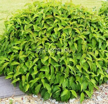 Дерен столонный (Cornus stolonifera)