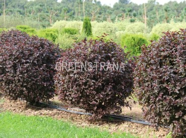 Пузыреплодник калинолистный Андреа (Physocarpus opulifolius 'Andrea')