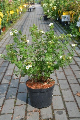 Лапчатка кустарниковая Крем Брюле (Potentilla fruticosa 'Creme Brulee')