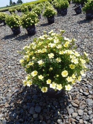 Лапчатка кустарниковая Лемон Меринг (Potentilla fruticosa 'Lemon Meringue')